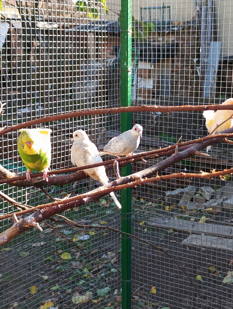 Andulka, zebřička, holoubek diamantový