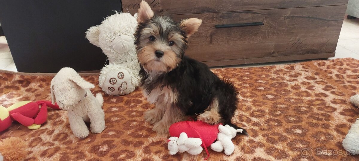 Jorkšírský teriér