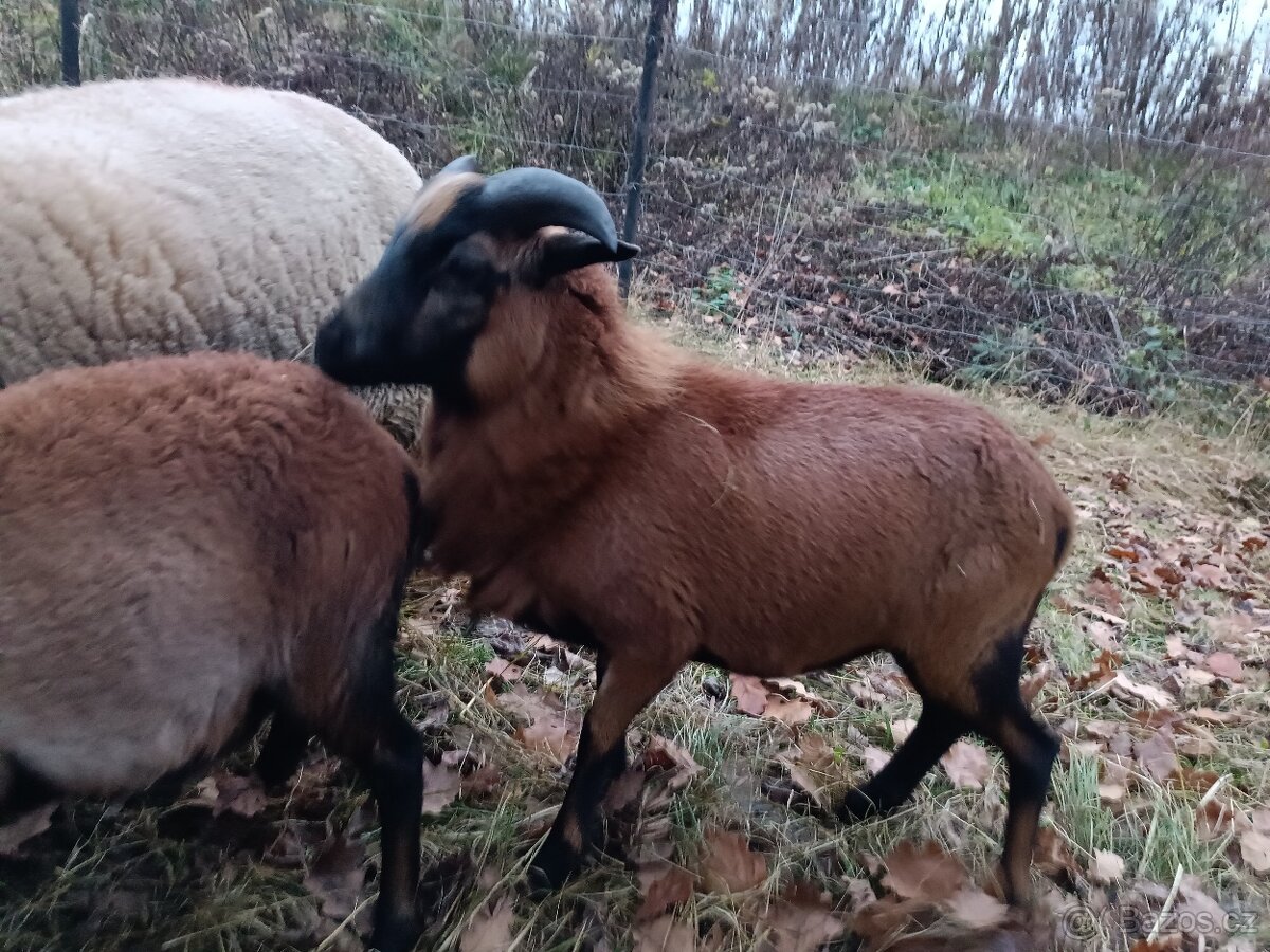 Kamerunský beránek