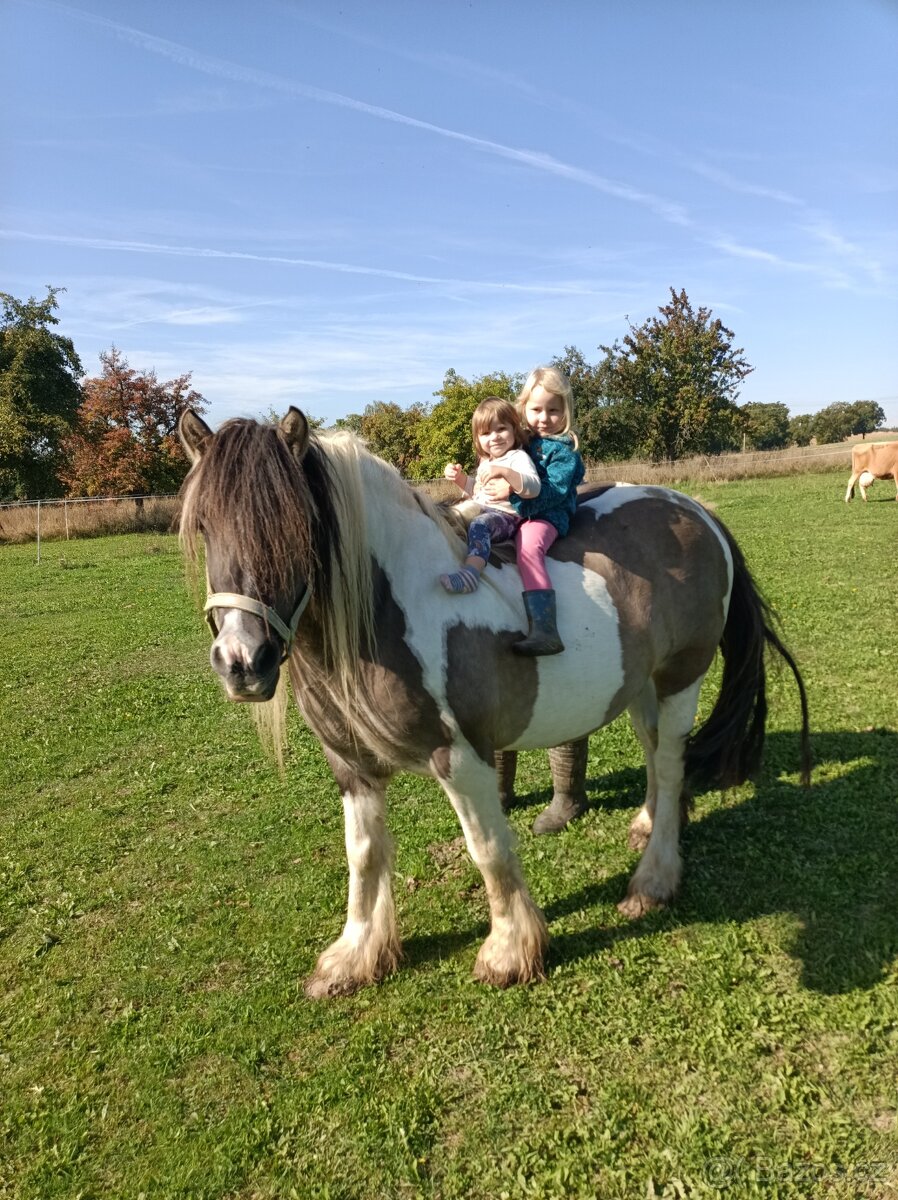 Prodám dvě kobylky