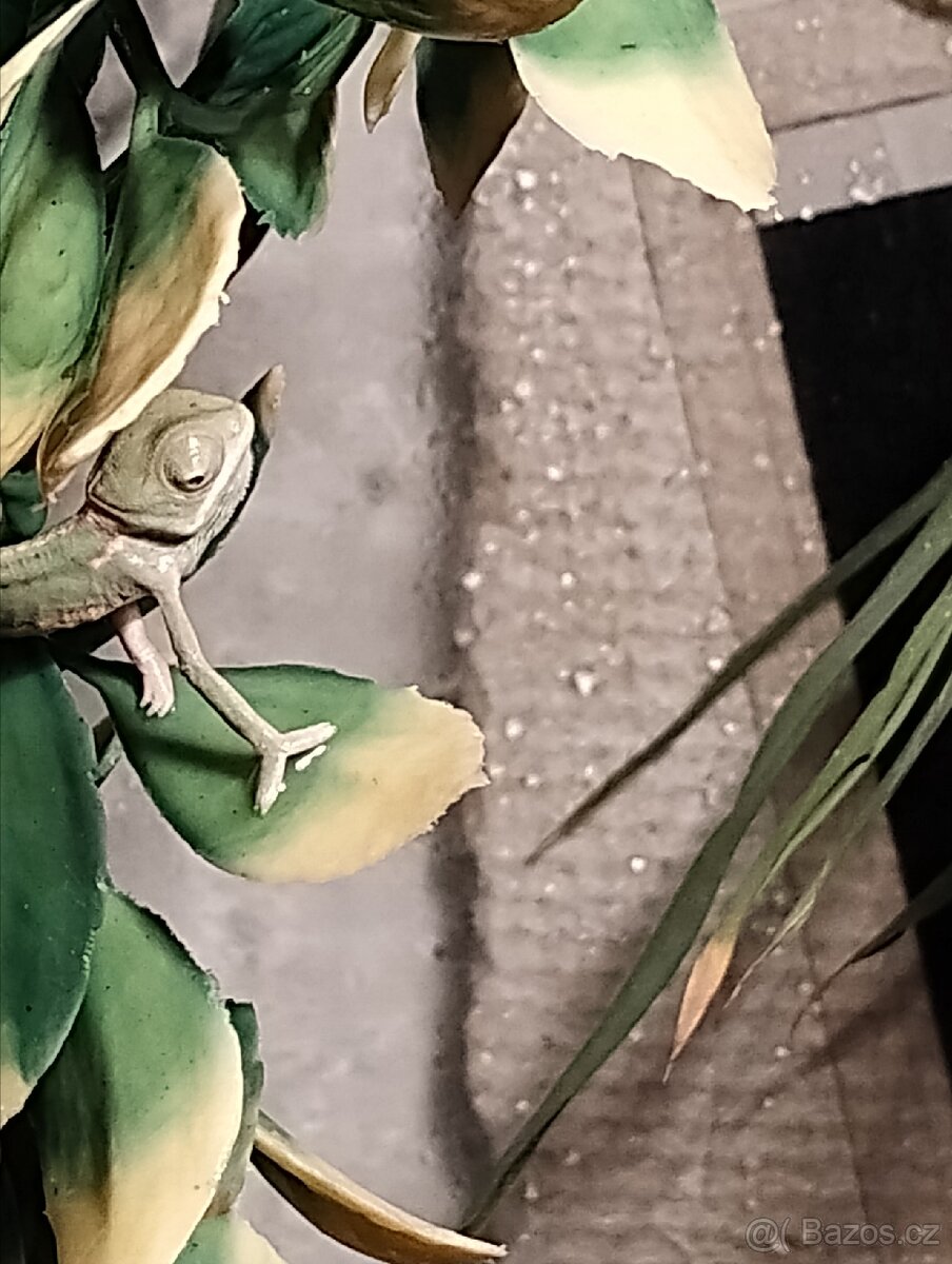 Chameleon Jemenský