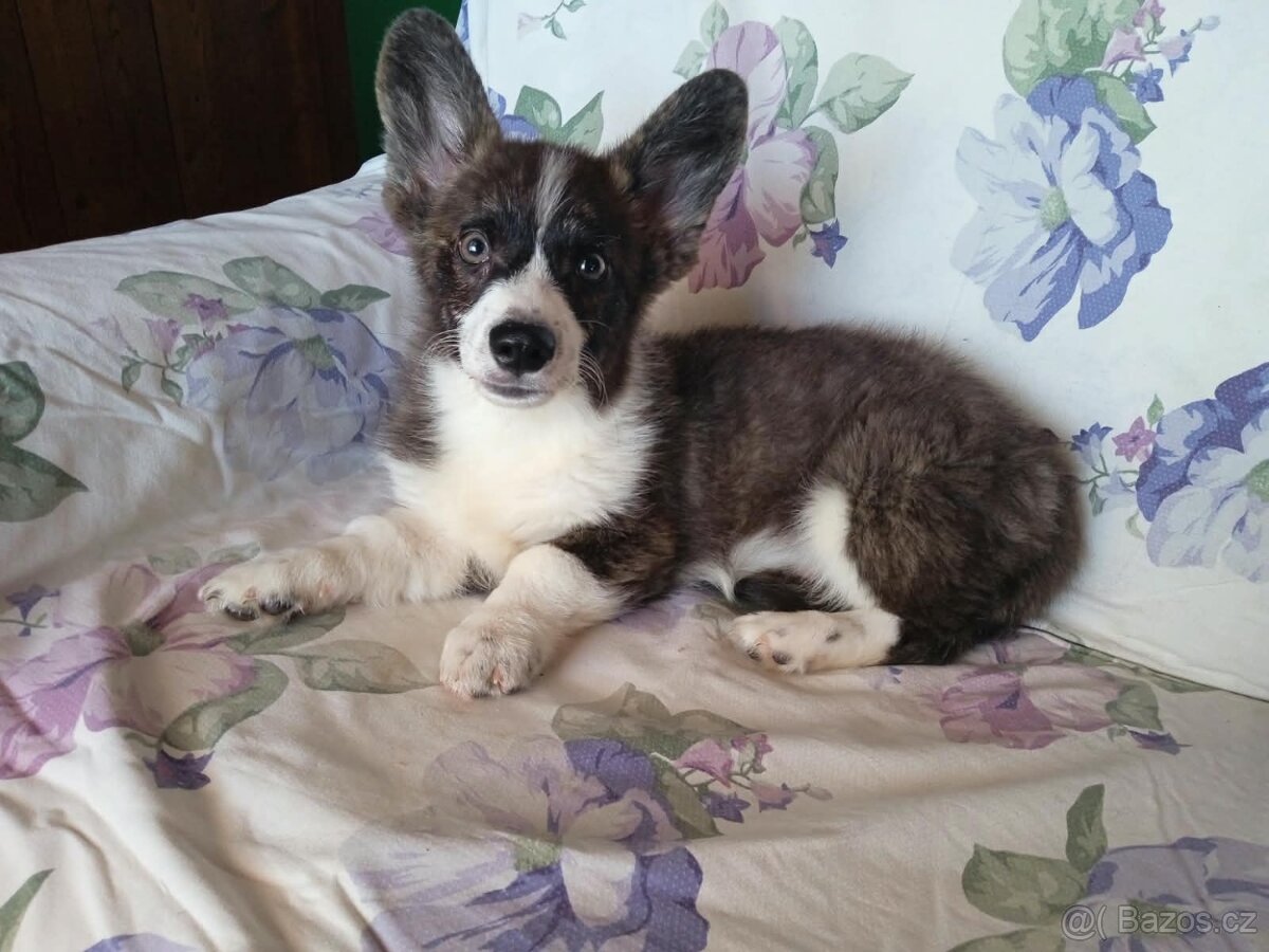 Welsh Corgi