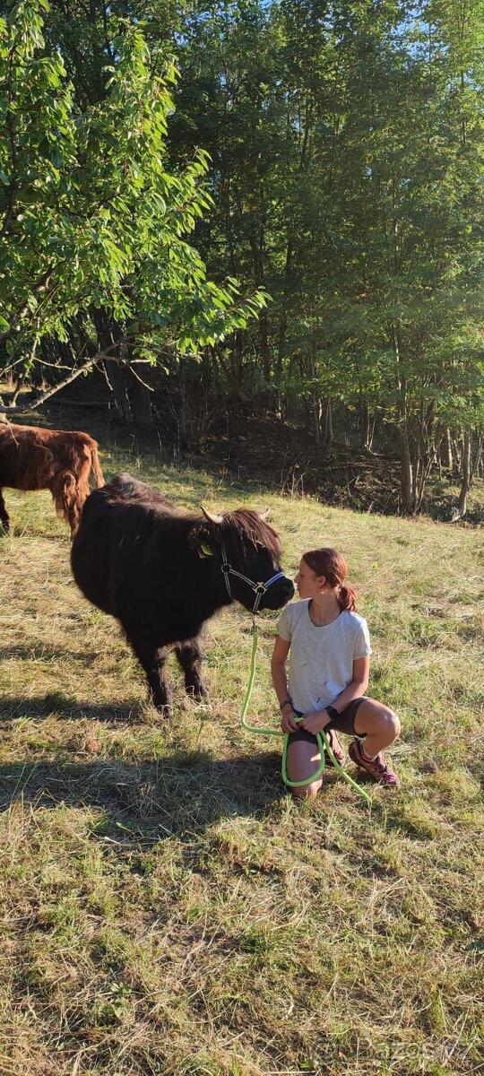 Jalovička Highland-Skotský Náhorní skot