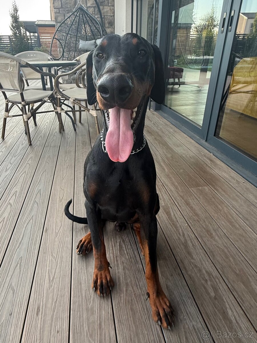 Doberman Mladík n. 10.8.2024