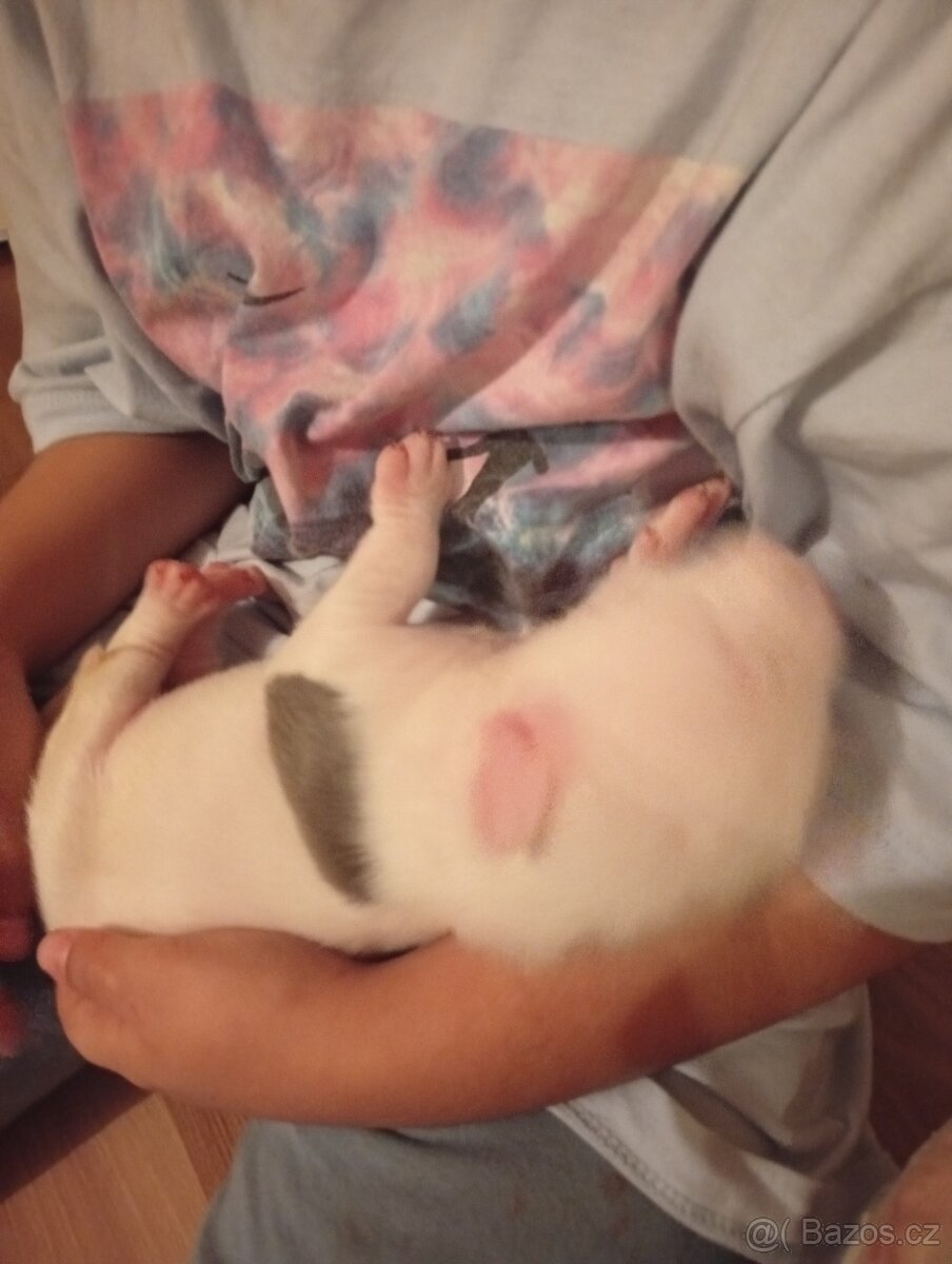 Americký stafordšírský teriér