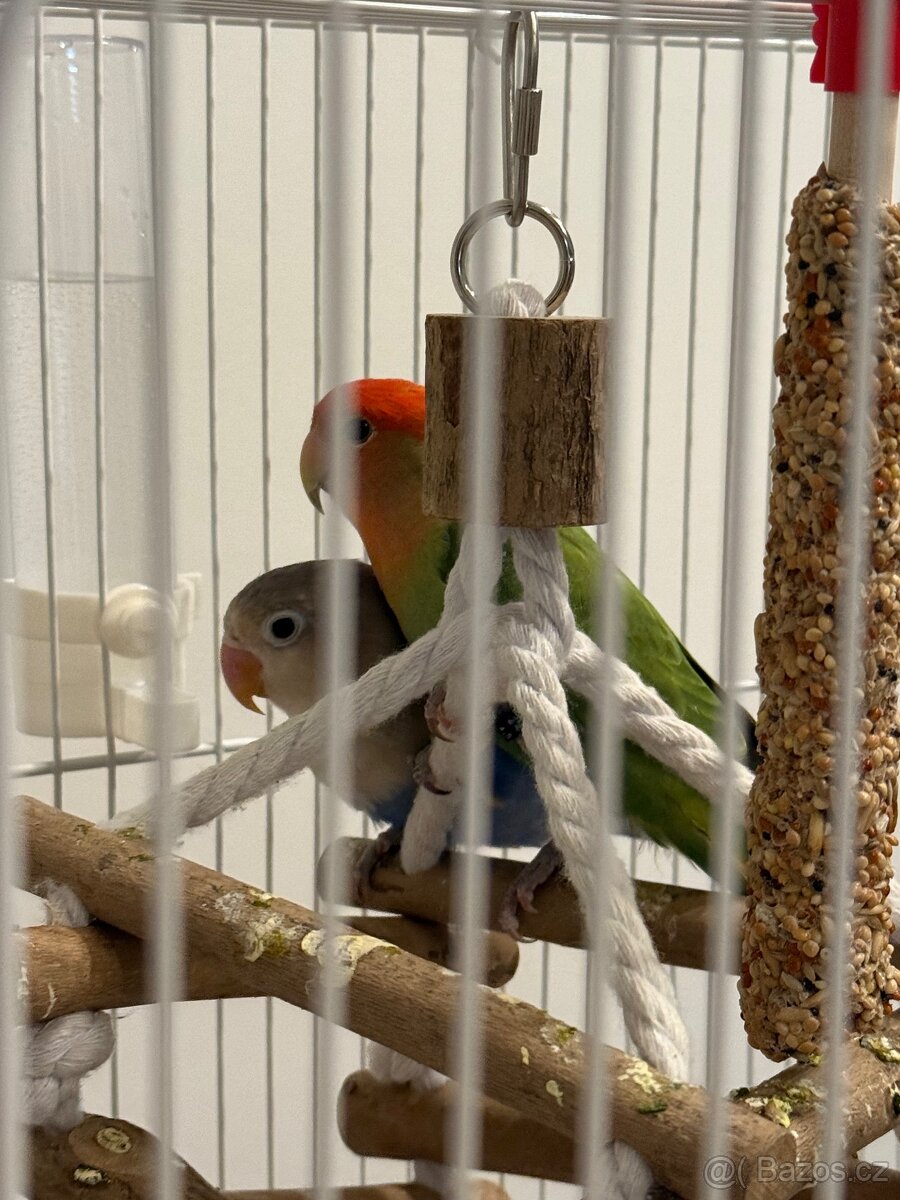 Prodám dva papoušky - Agapornis růžovohrdlý