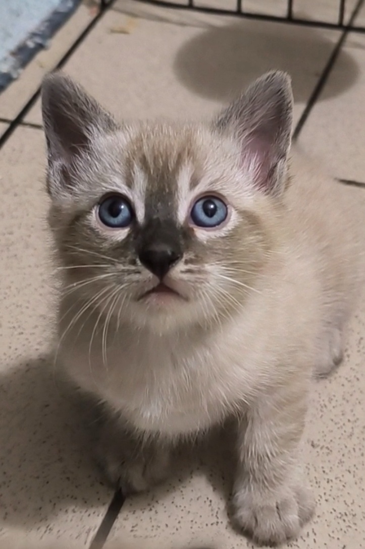 Bengálská kočka s Pp