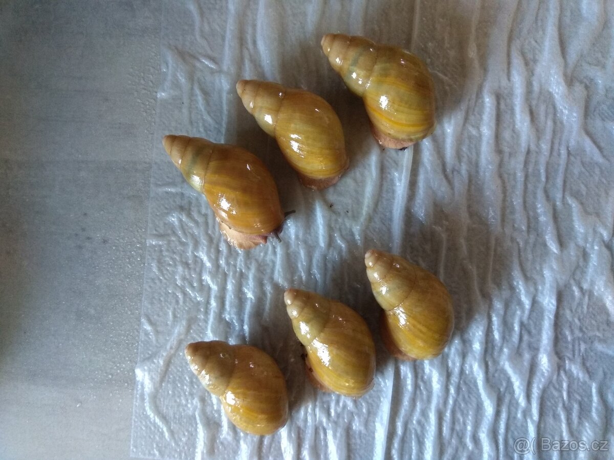 Africký šnek Archachatina Porphyrostoma Albino Shell