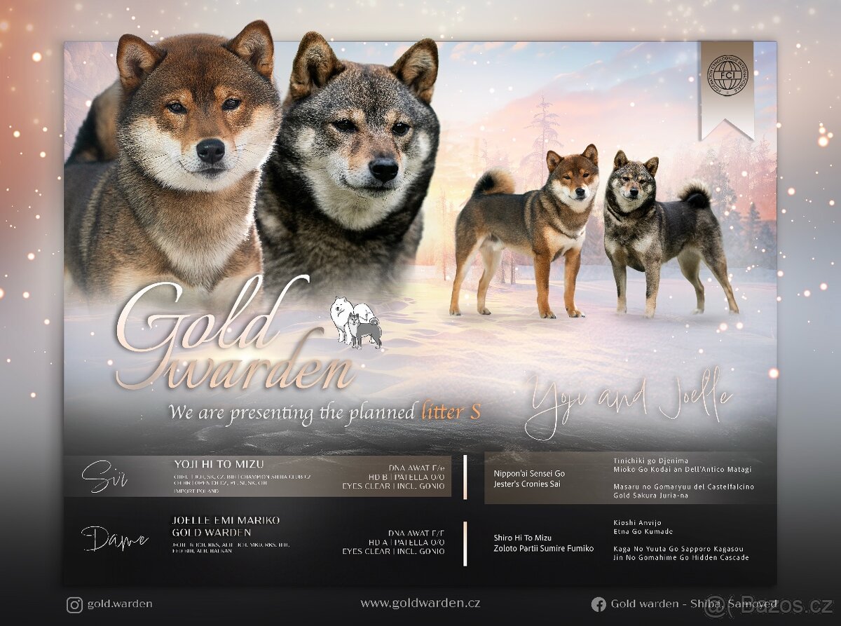 Shiba štěňata s PP/ FCI