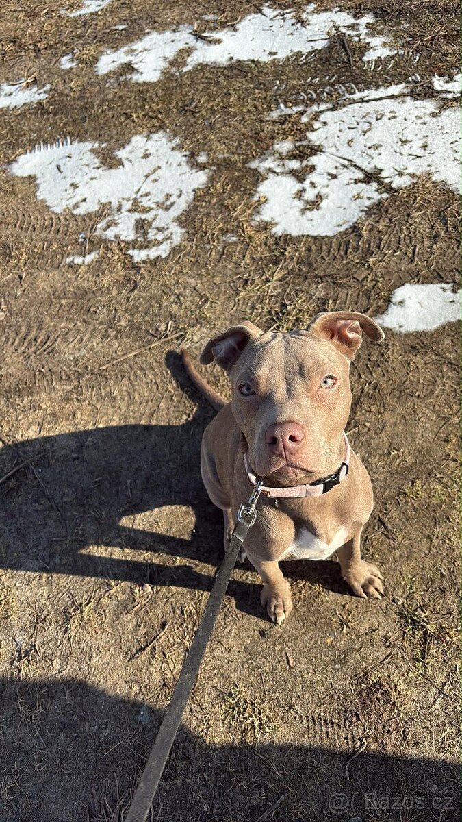 Americký pitbulterier s PP silverfawn rarita
