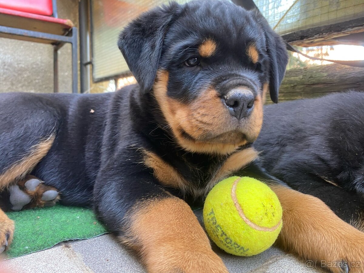 rottweiler