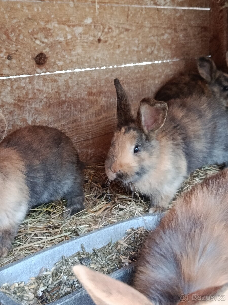 Kříženci do chovu