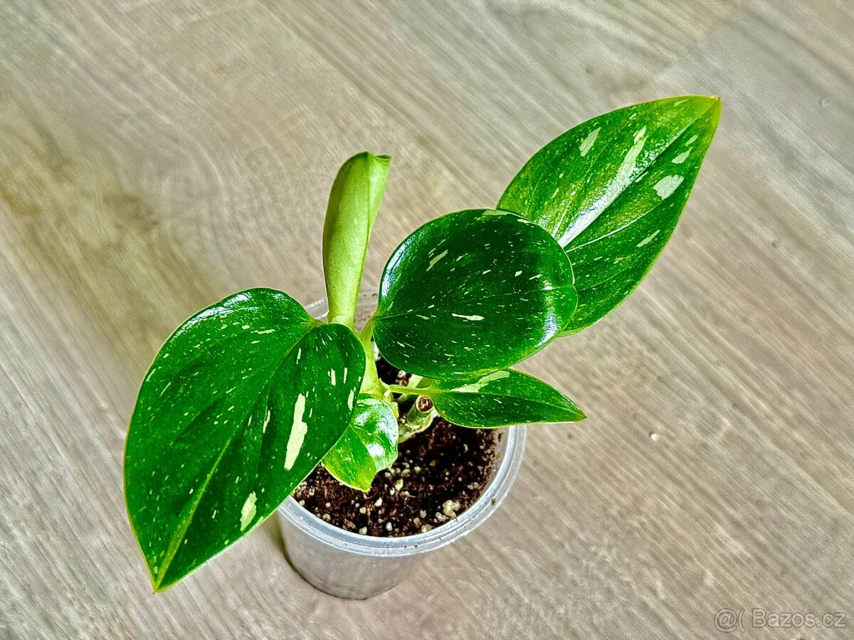 Monstera Standleyana Variegata