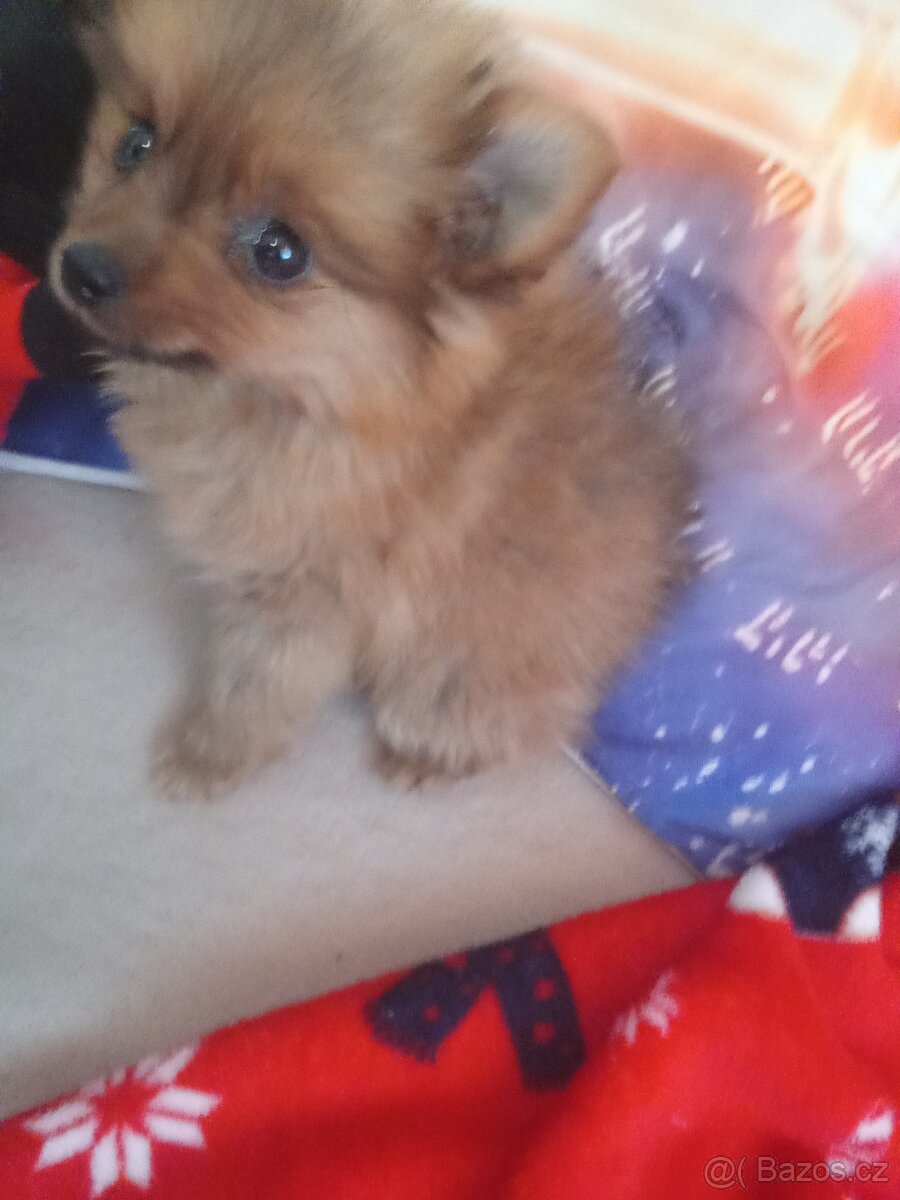 Pomeranian mini