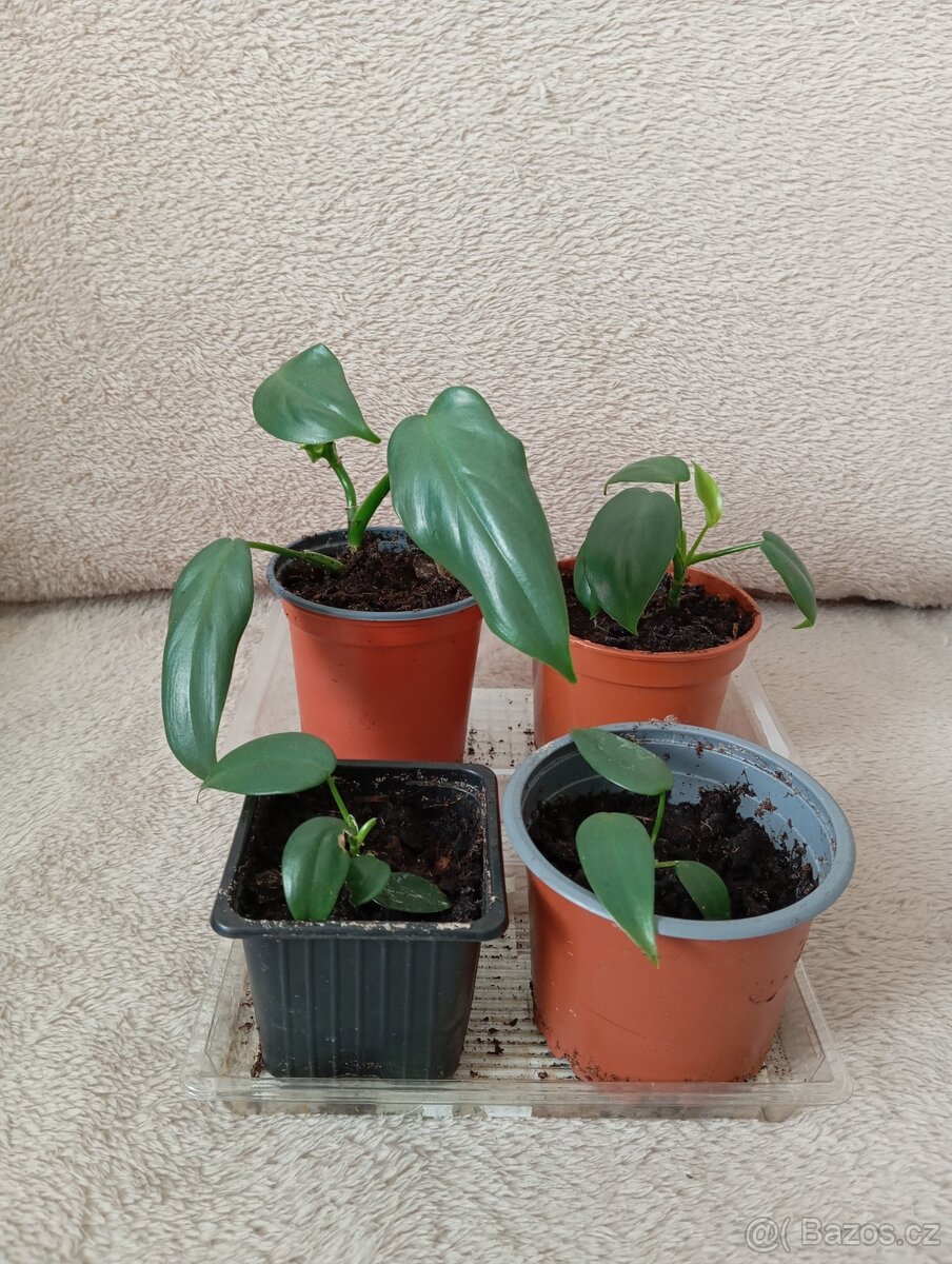 Pandán+ monstera diliciosa