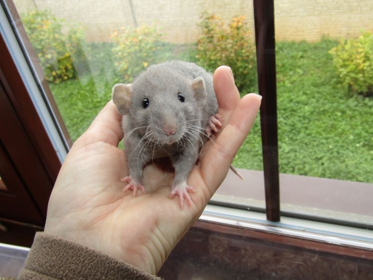 Dumbo, rex - mláďata potkánků s výpisem předků 22.10. Praha