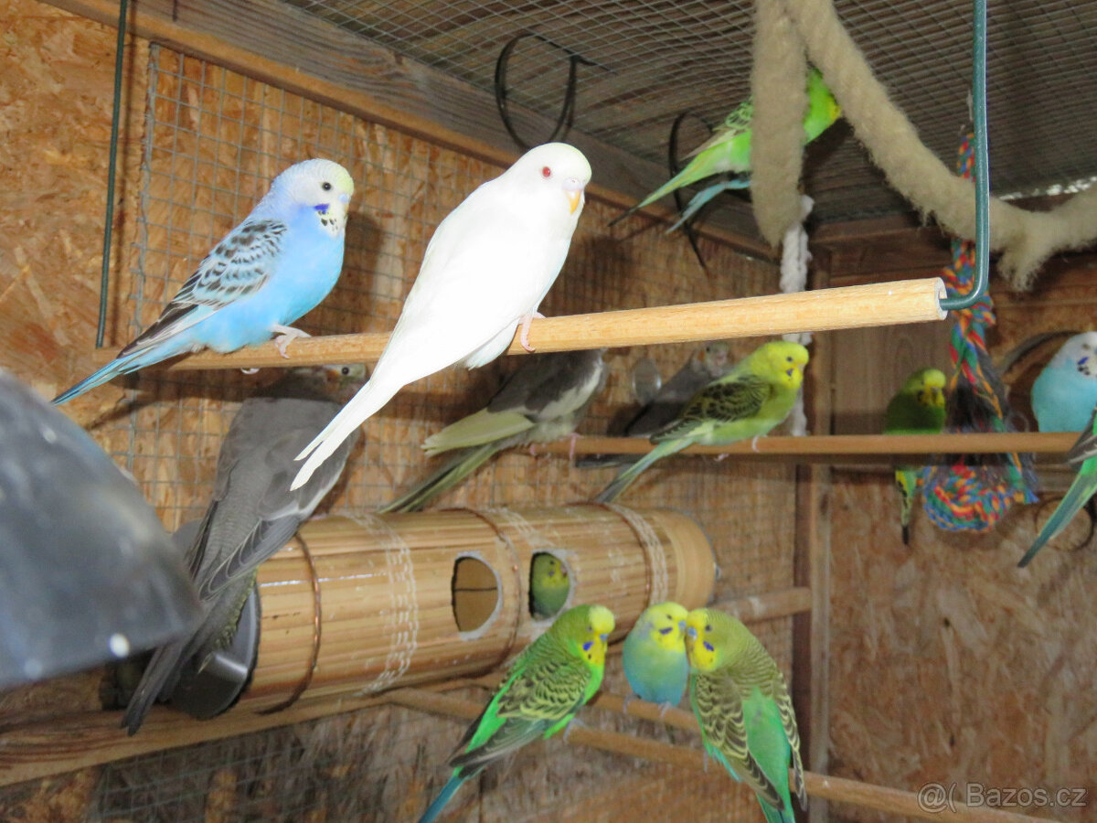 Andulky, mláďata na ochočení i do chovu