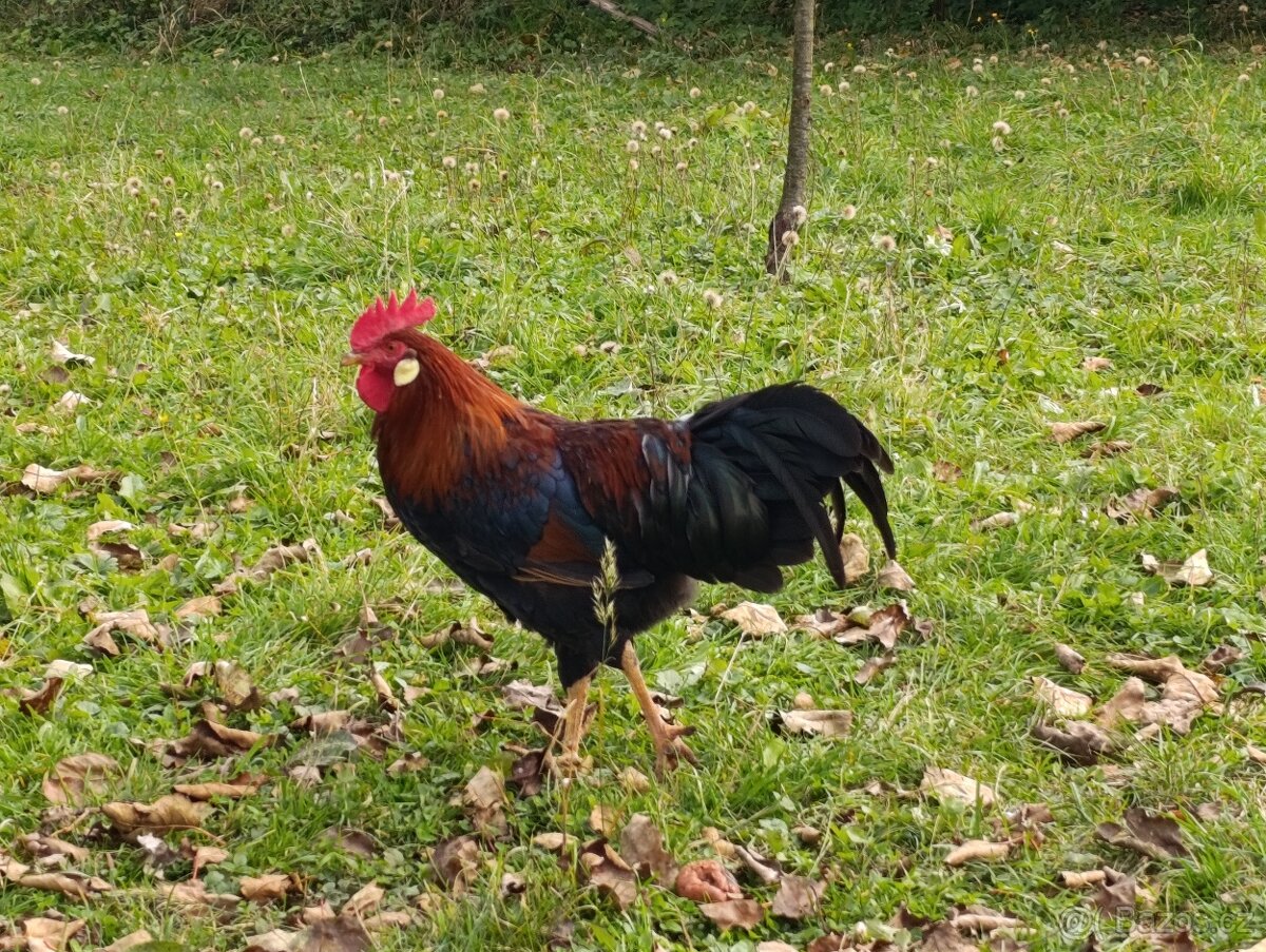 Vlaška koroptví kohout