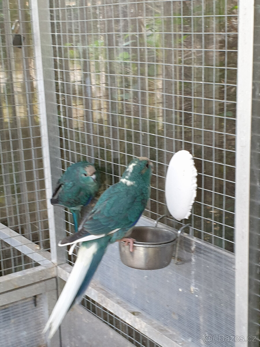 PRODÁM KAKARIKI RUDOČELÉ-MODRÁ/ MOD. STRAKA