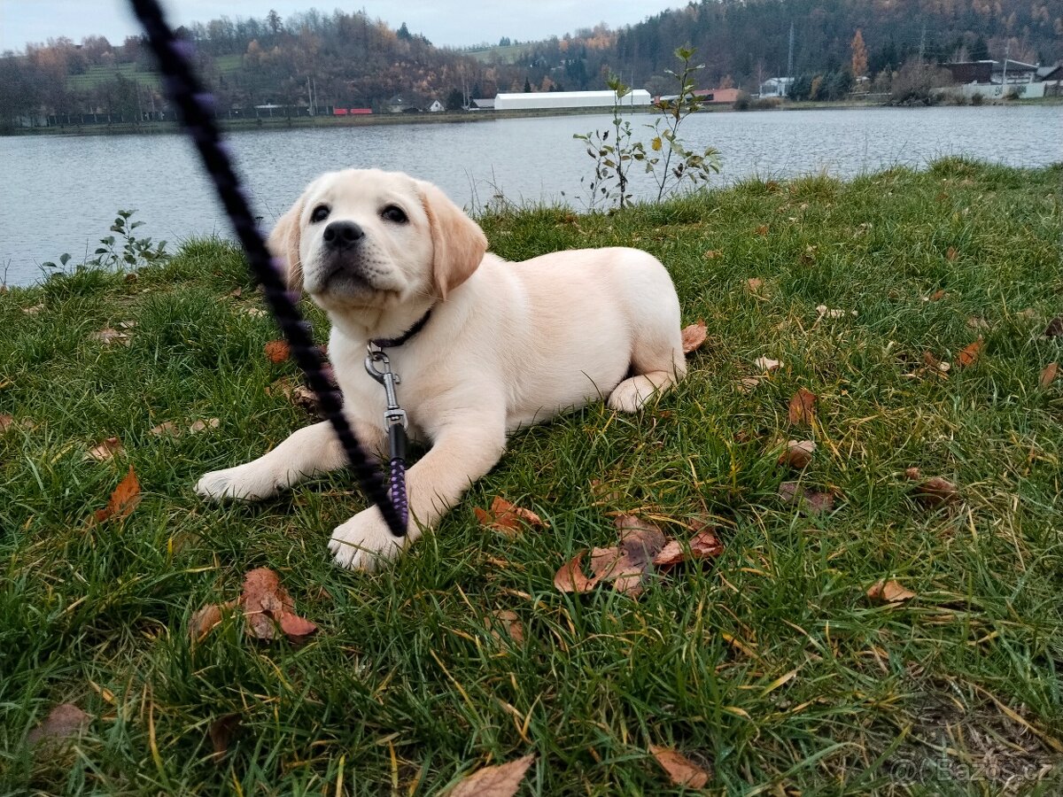 Labradorský retrívr