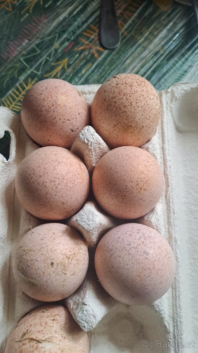 Násadová krůtí vejce