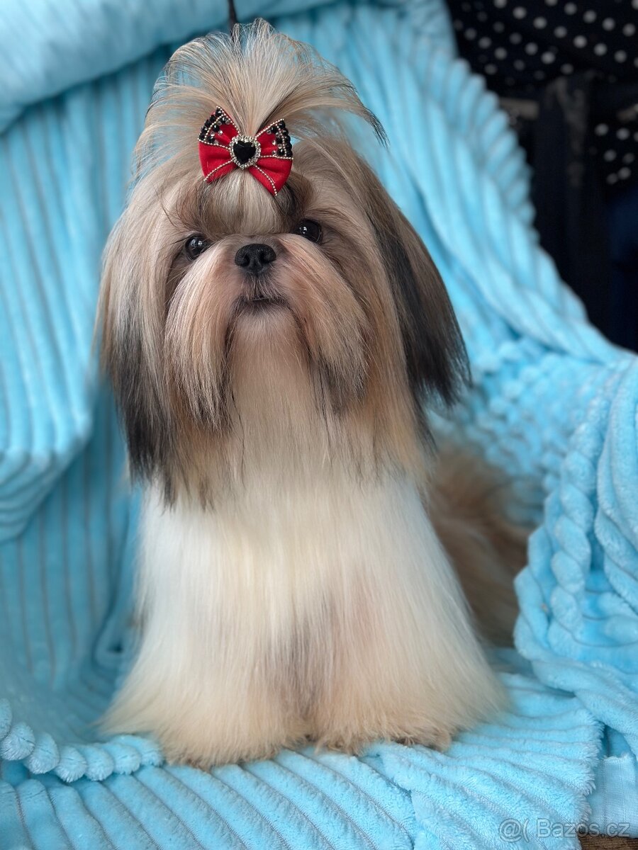 Shih Tzu pes s PP FCI 9 měsíců