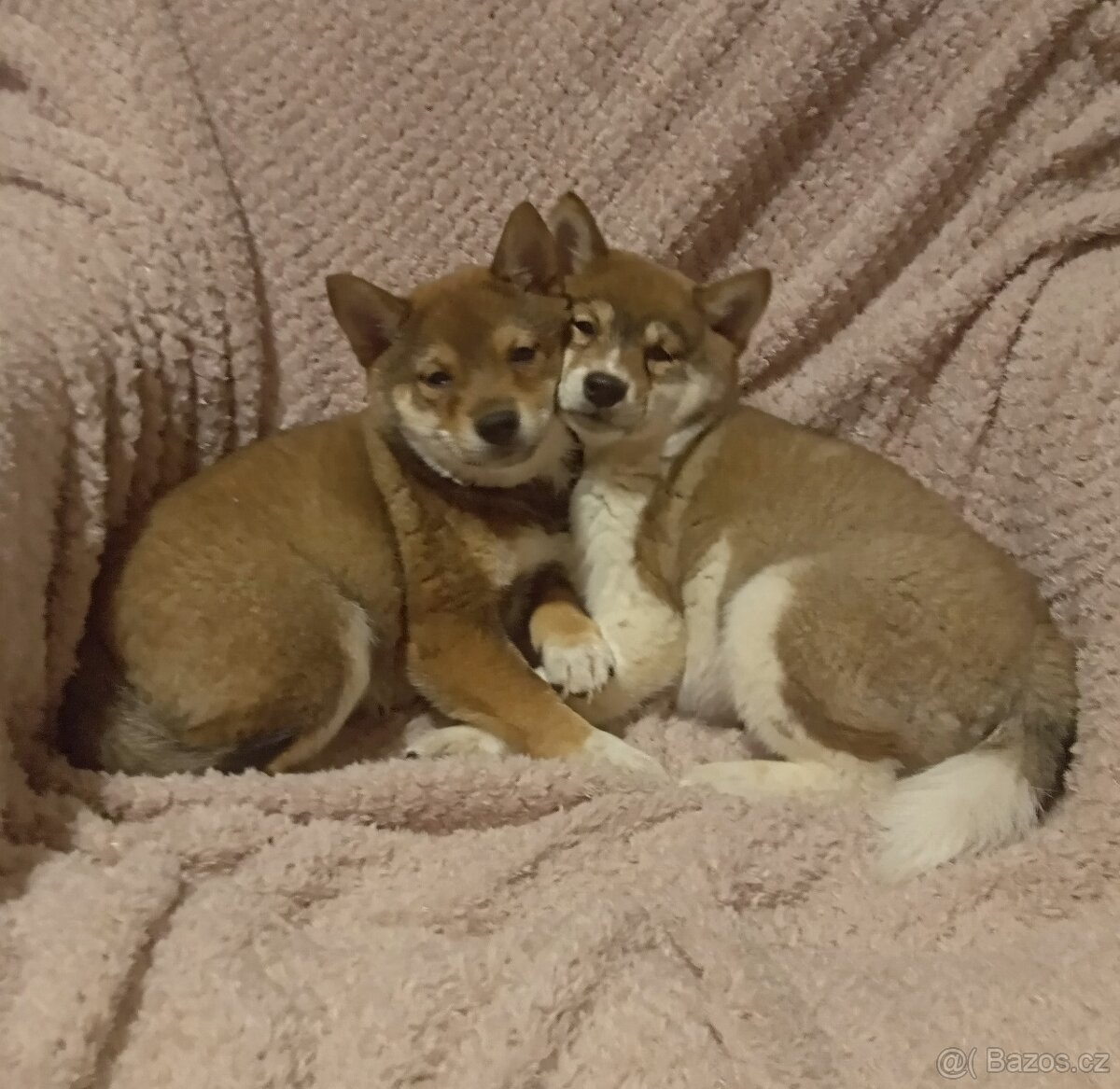 Shiba inu, fenečky a pejsek bez PP.