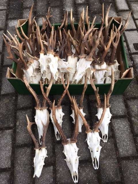 Myslivecké trofeje