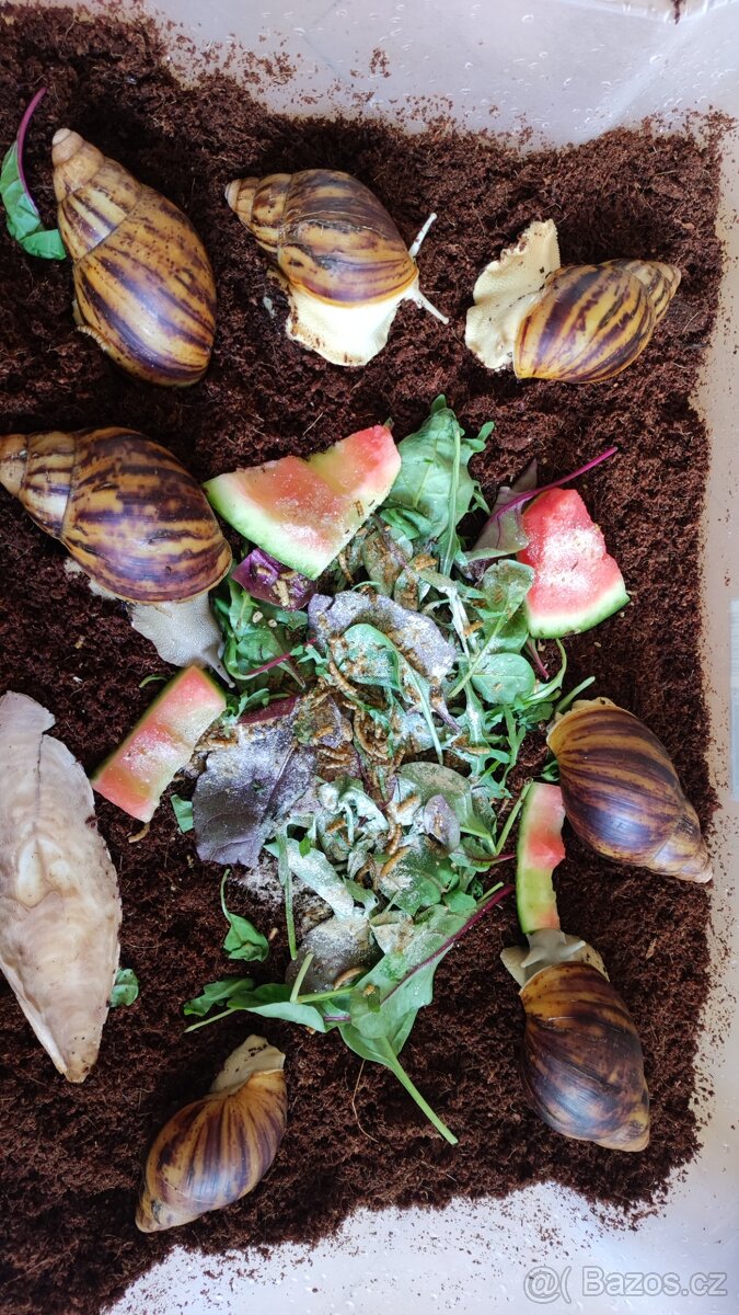 Archachatina marginata sururalis