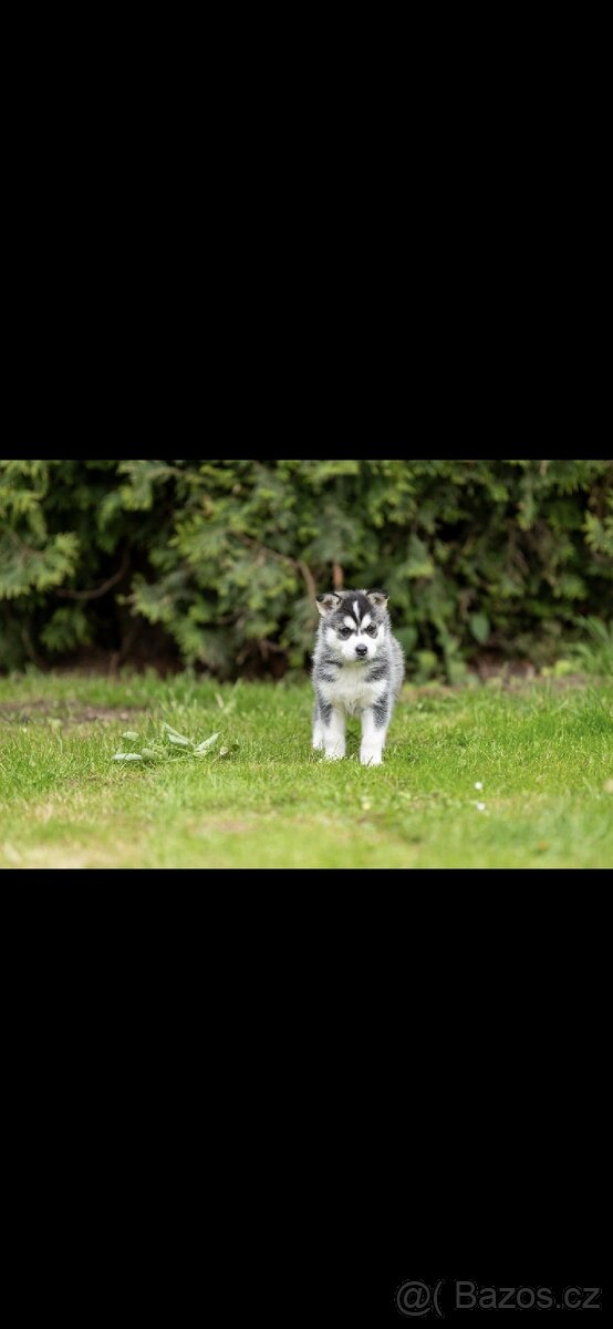 Sibiřský husky (bez PP)