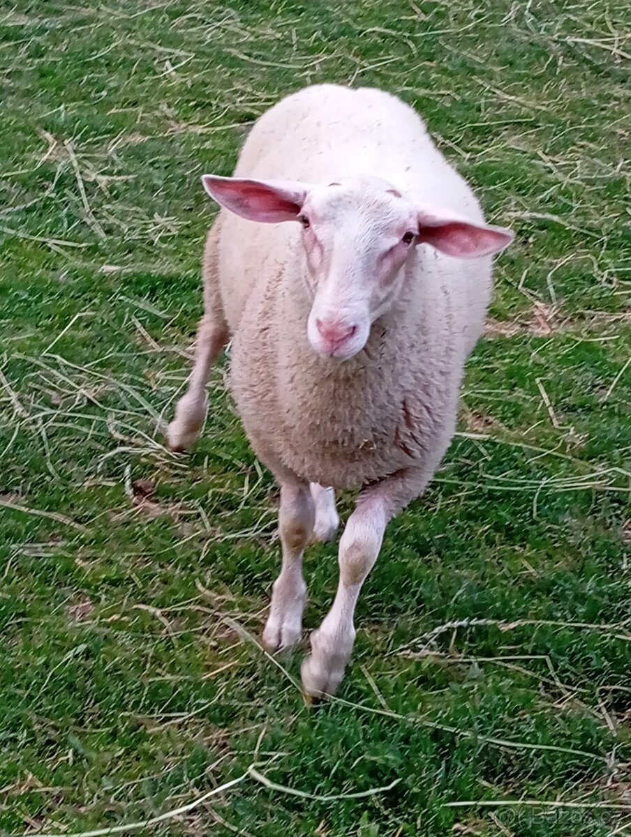 Beran