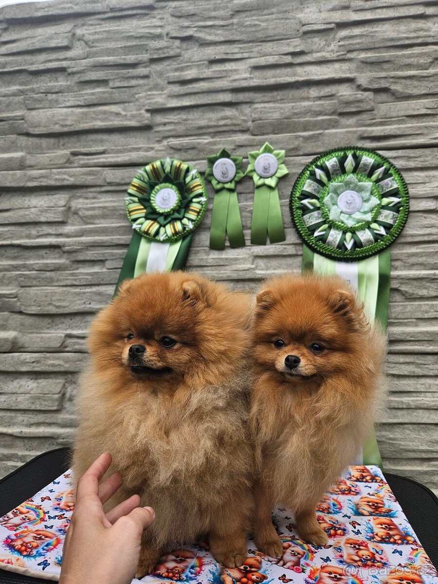 Pomeranian s PP FCI - chovná fena a pes
