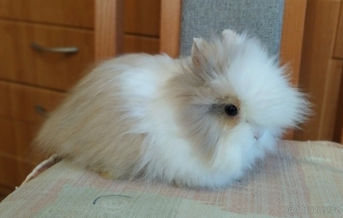 Zakrslý Teddy králík, králíček