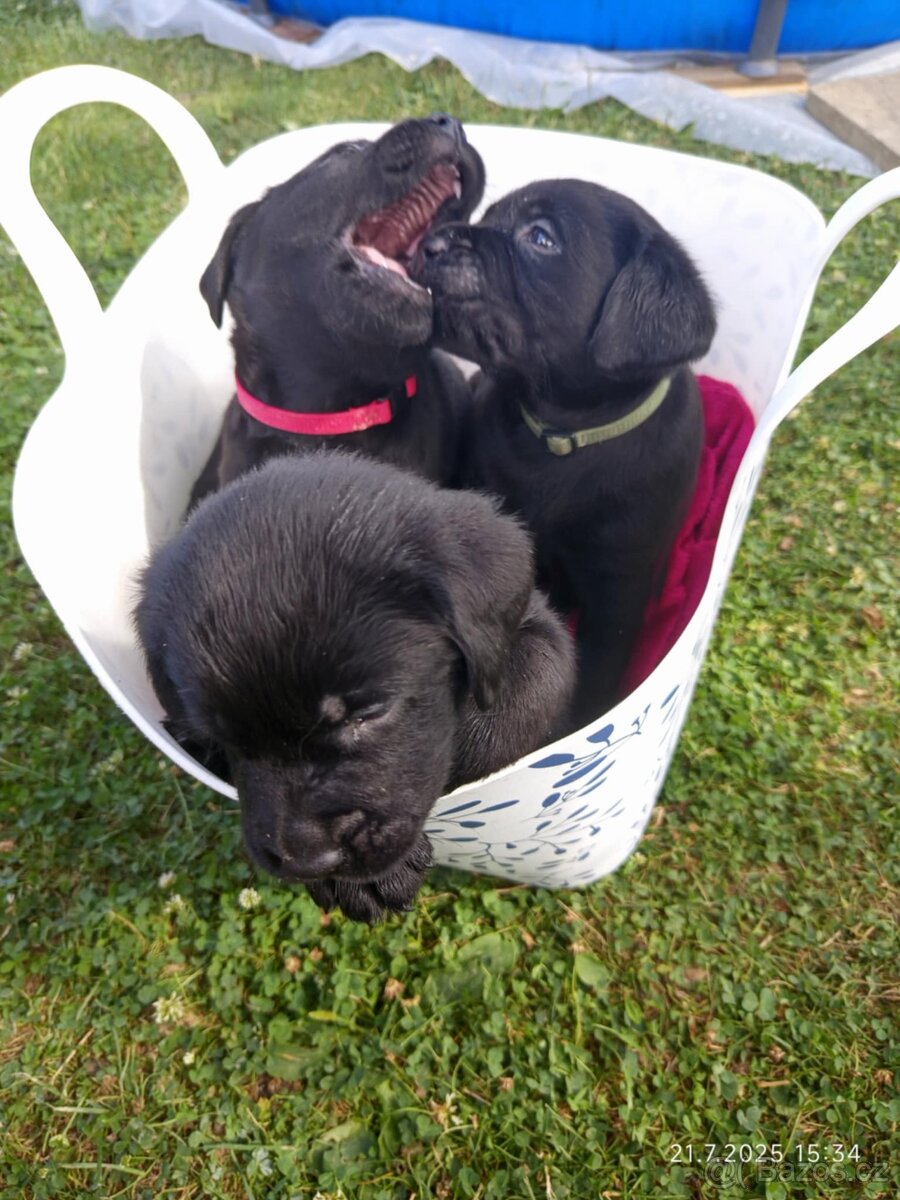Štěňata labradora