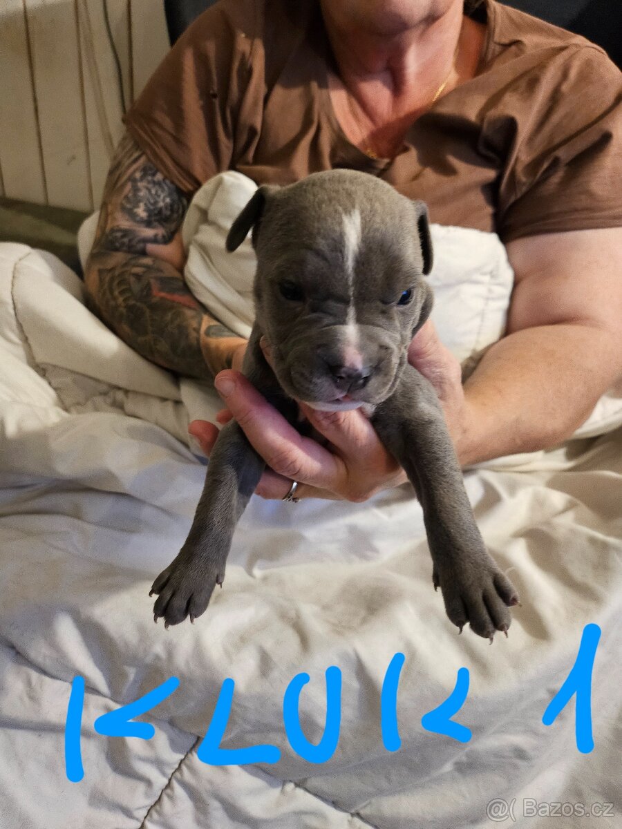 Štěňátka Pitbulla prodám