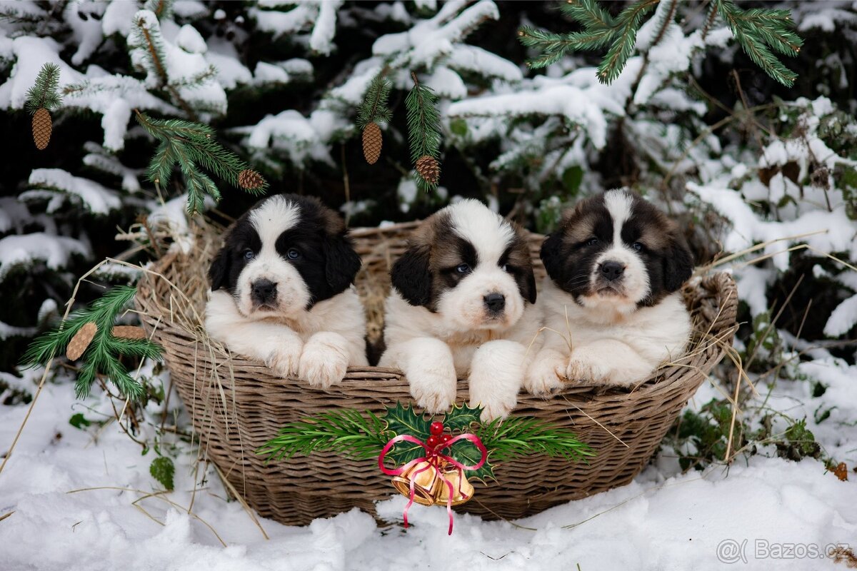 Moskevský strážní pes - štěňata s PP