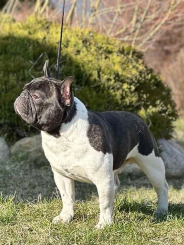 Francouzský buldoček s PP ke krytí