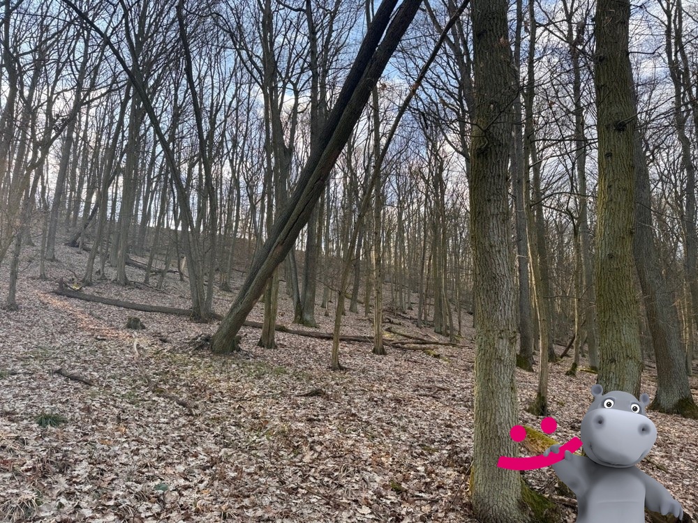Prodej lesy, 3 018 m2 - Morkůvky, ev.č. 58575
