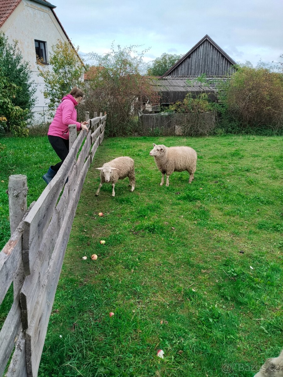Prodám letošní jehňata