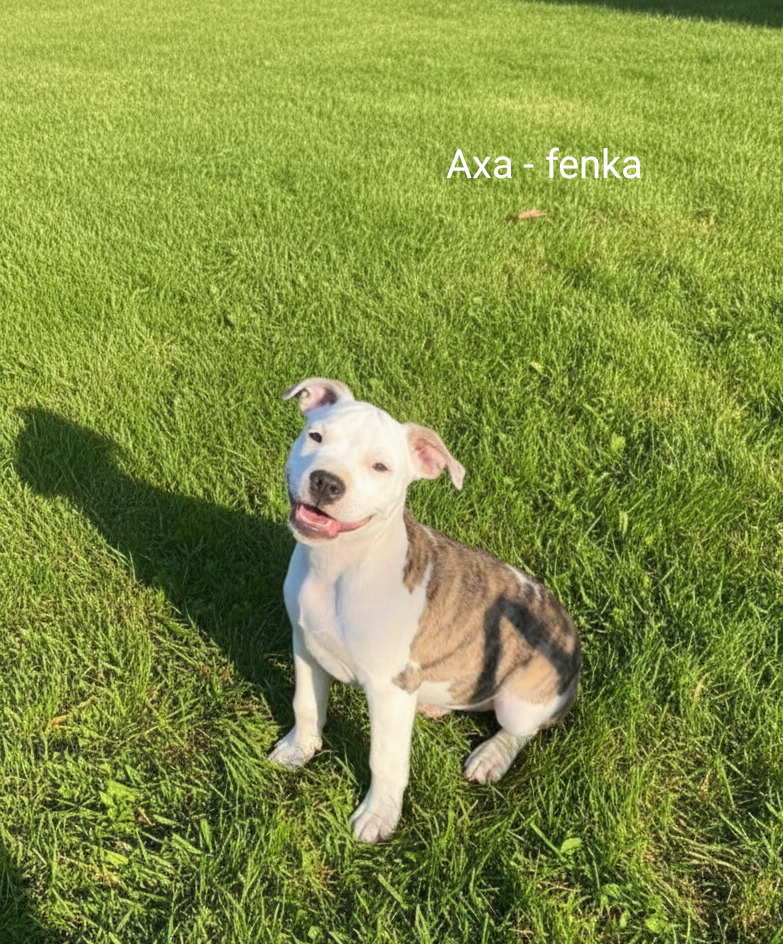 štěňátka Amerického stafordšírského teriéra s PP