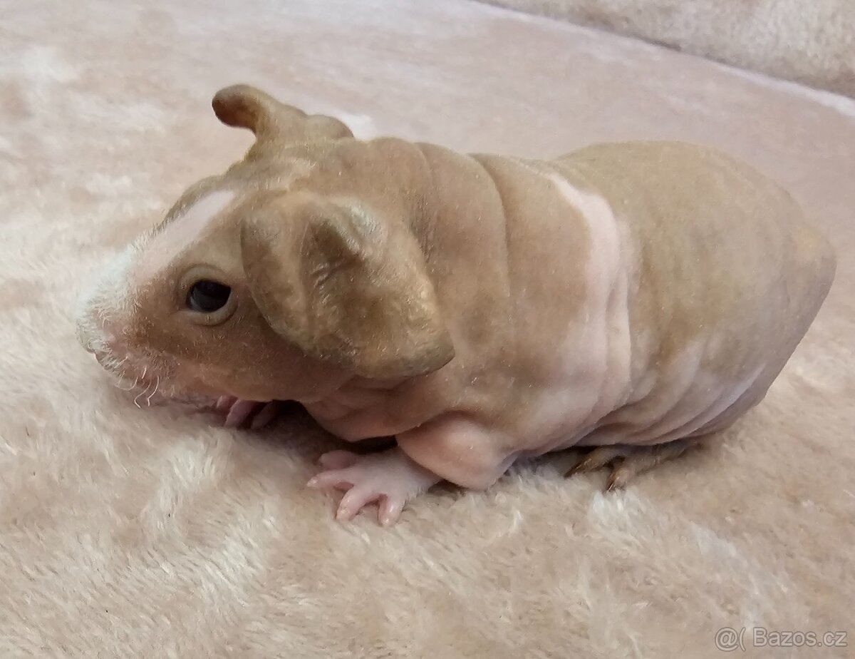 Skinny morče sameček s PP