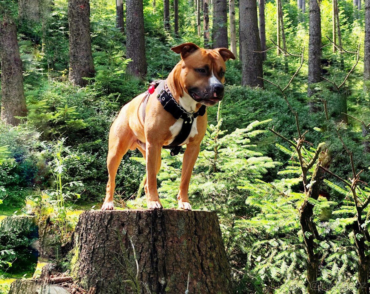 Americký stafordšírský teriér ke krytí