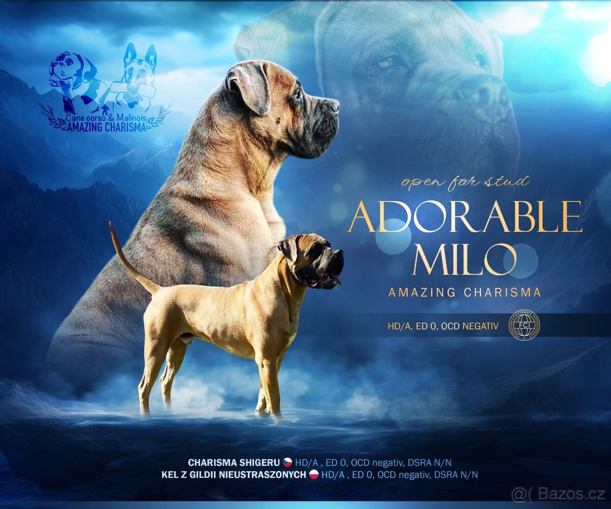 Cane corso ke krytí s PP