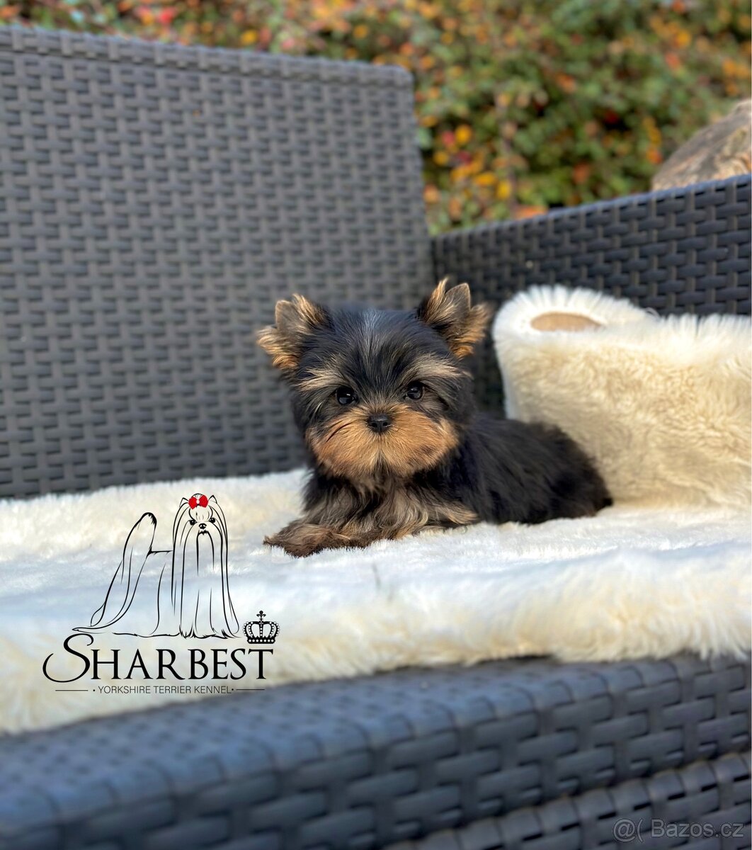 Jorkšírsky teriér s PP FCI, fenečka