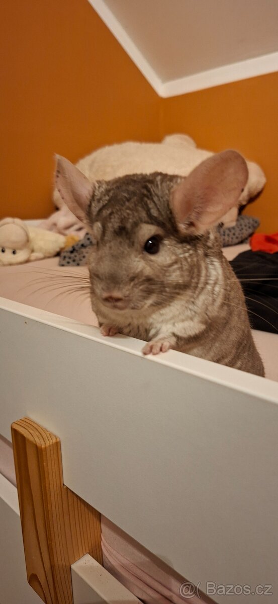 Činčily dva chlapečky