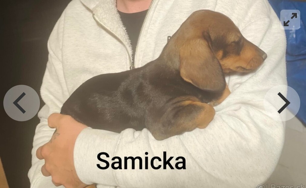 Jezevcik