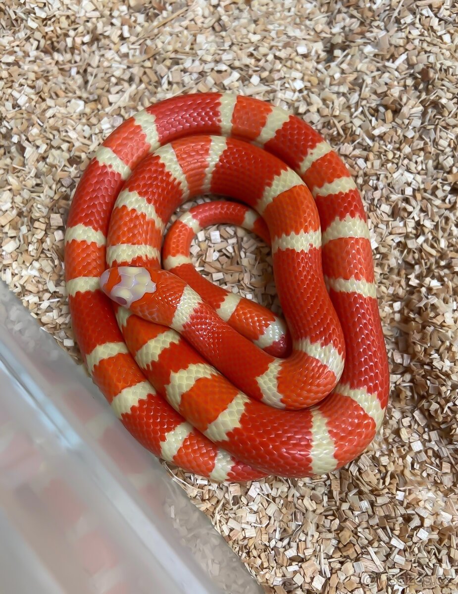 Koupím korálovky Lampropeltis