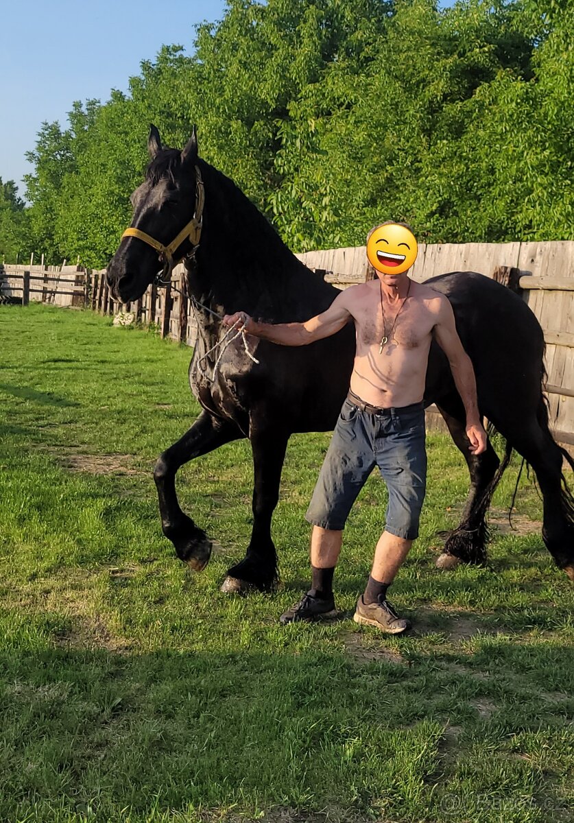 Predám ORIGINÁL FRIZ KOBYLU S PAPIERMI