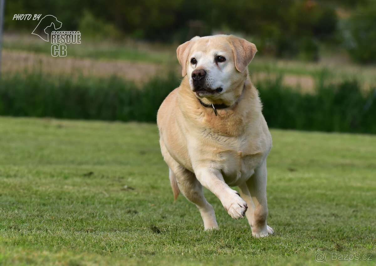 Darujeme labradorského retrívra