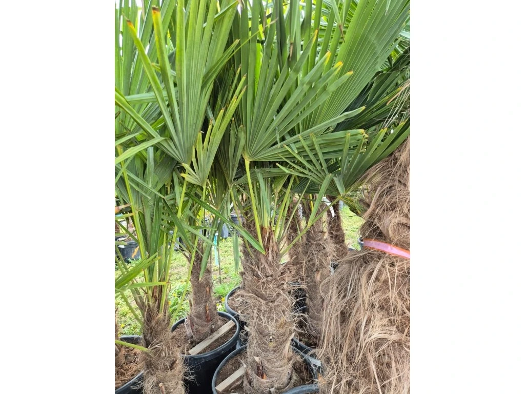 Trachycarpus fortunei – mrazuvzdorná palma 60/80